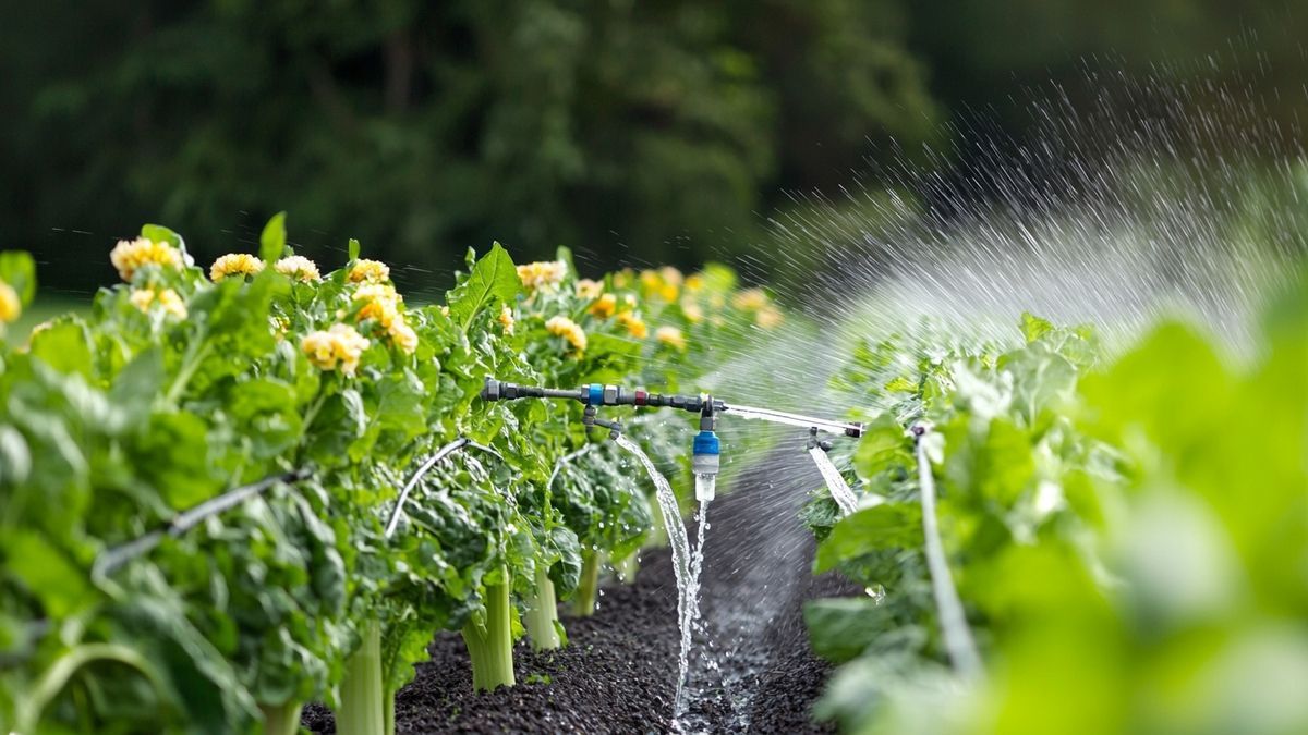 Résister à la sécheresse : mon potager n’a jamais autant donné depuis que j’ai changé d’arrosage